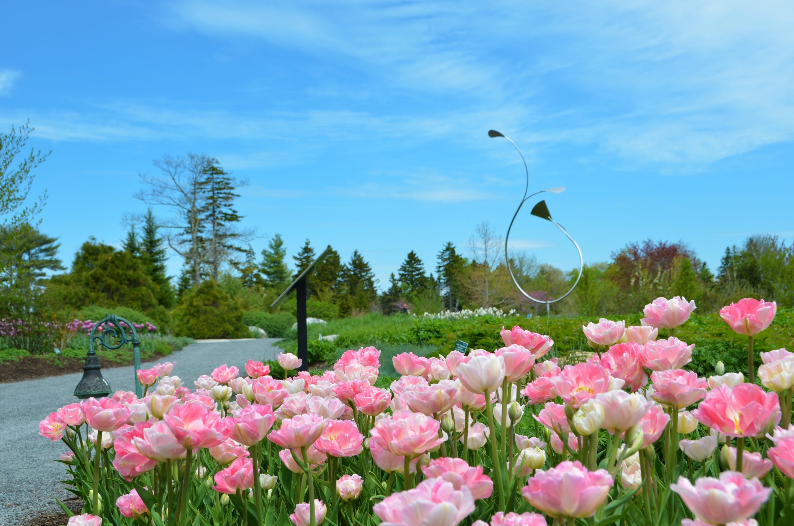 Horticulture Diaries: The Wind Orchid | Coastal Maine Botanical