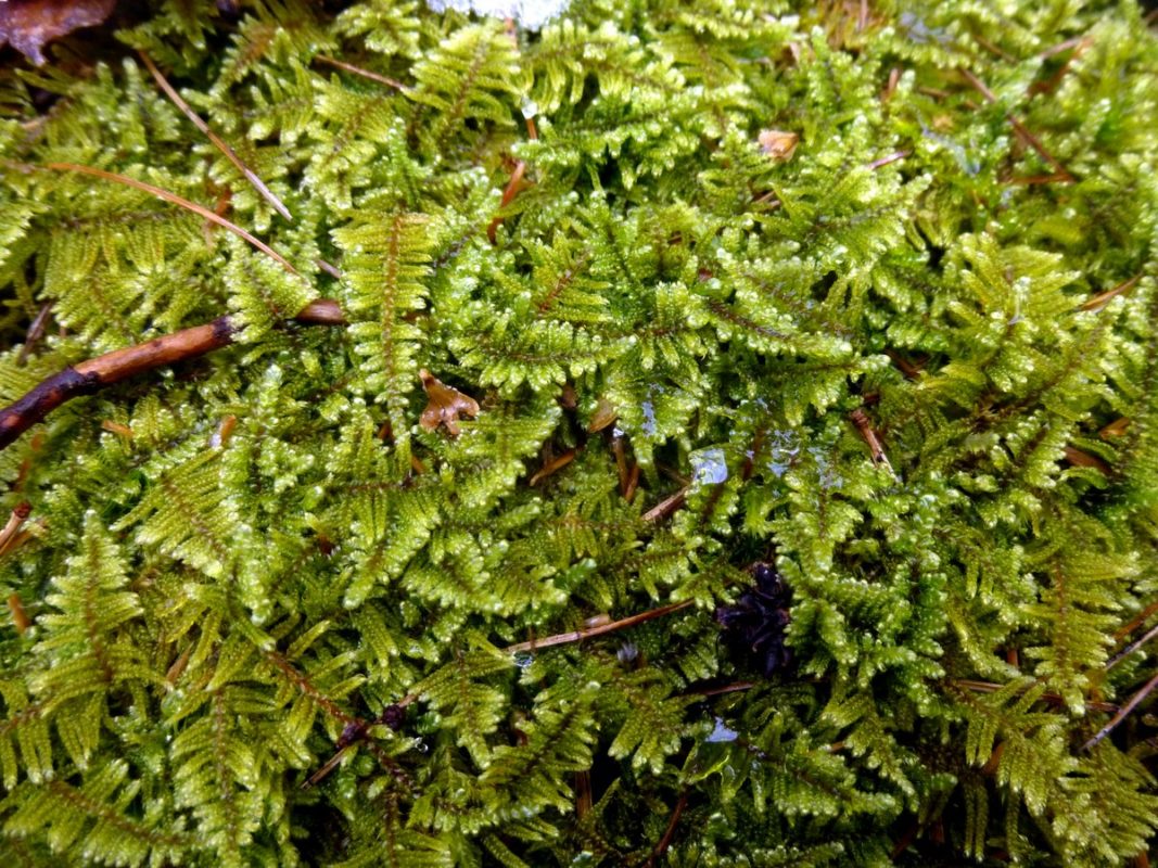 Five Backyard Mosses | Coastal Maine Botanical Gardens