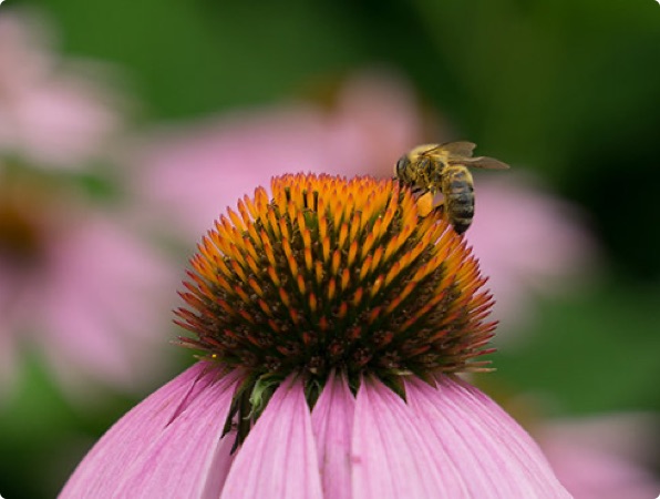 Plan Your Visit | Coastal Maine Botanical Gardens