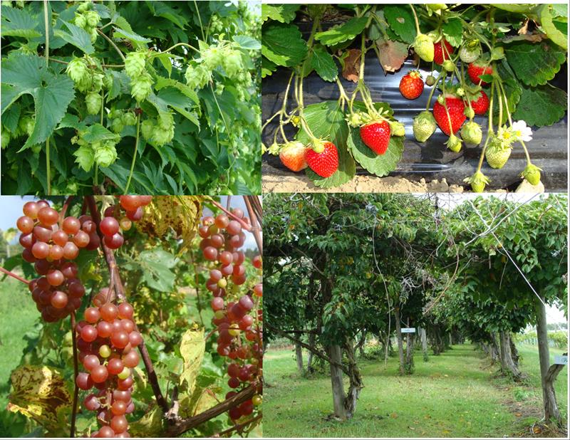 Fruit Vines And Strawberries Whats New Coastal Maine Botanical Gardens