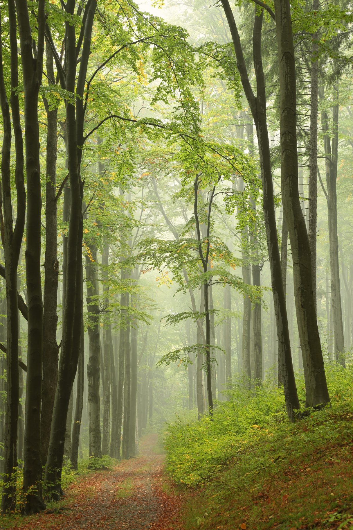 Summer Naturalist: Forest Bathing (SOLD OUT) | Coastal Maine Botanical ...