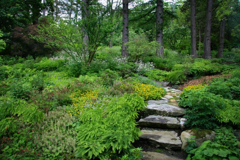 Beautiful and Resilient Native Plants | Coastal Maine Botanical Gardens