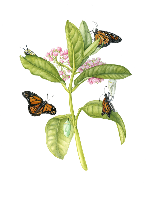 Monarch Butterfly Sketch