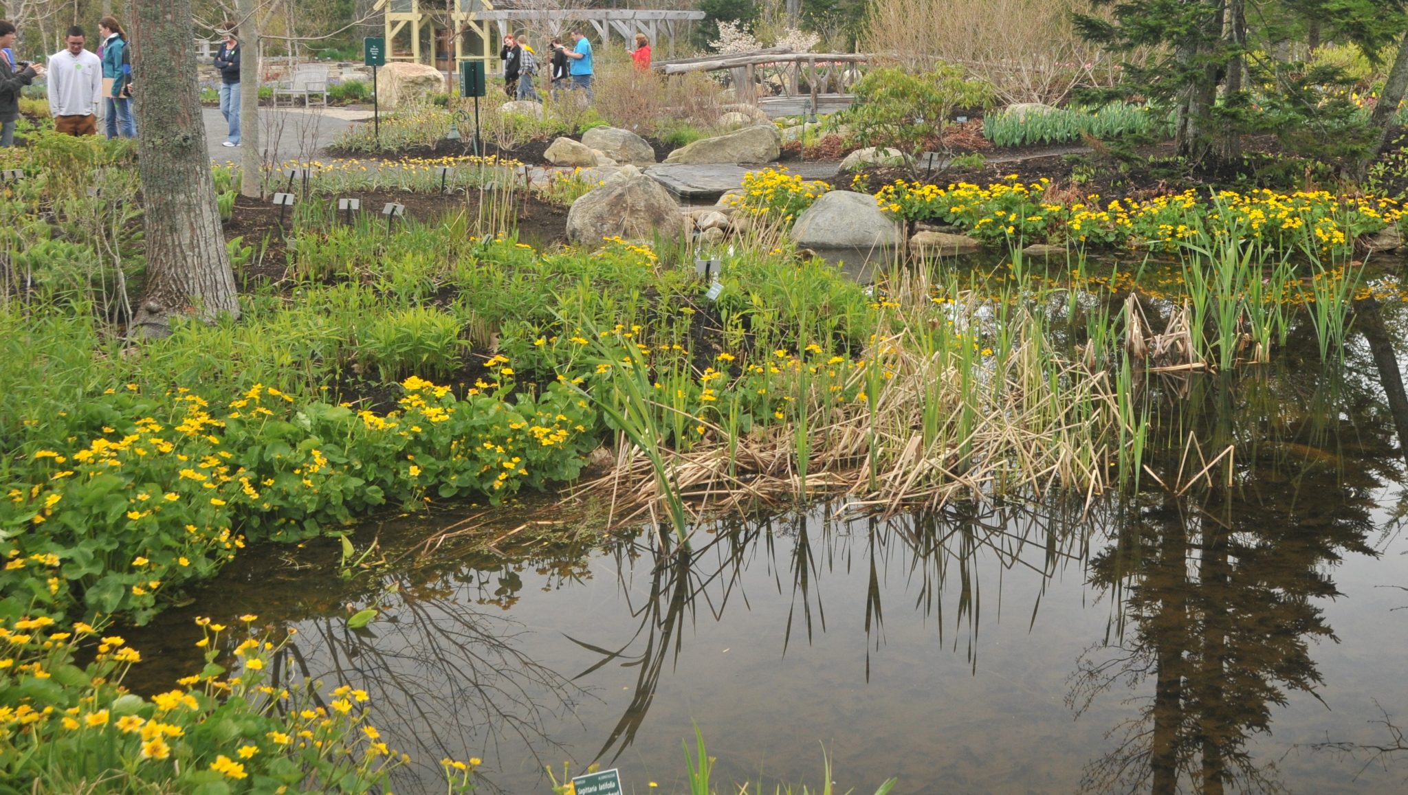 plant-id-in-the-field-freshwater-wetland-plants-coastal-maine