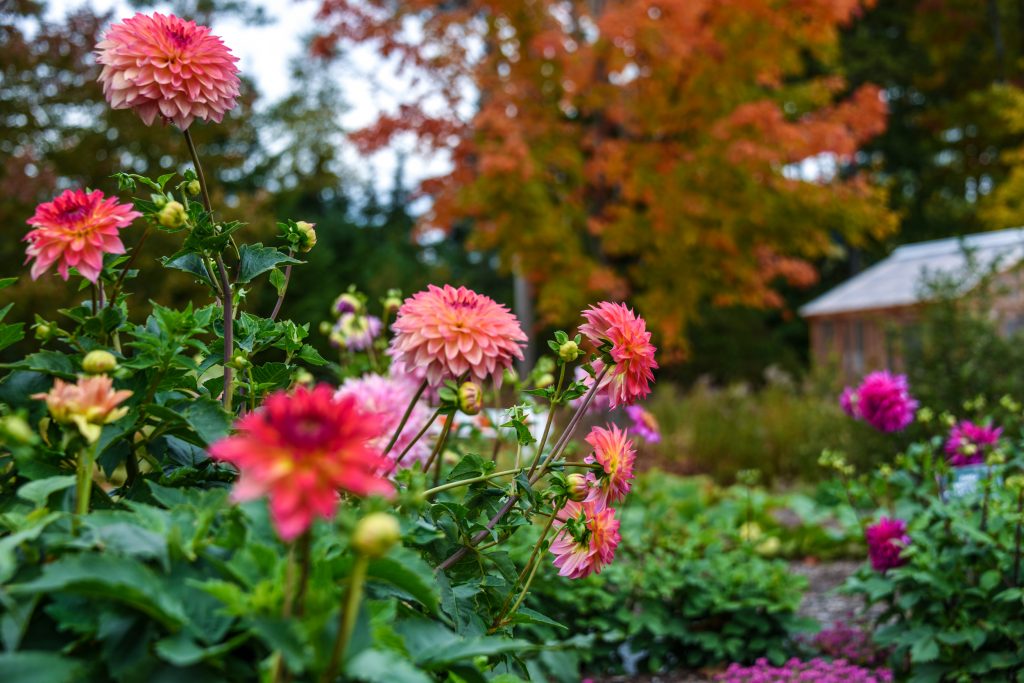 Home Coastal Maine Botanical Gardens