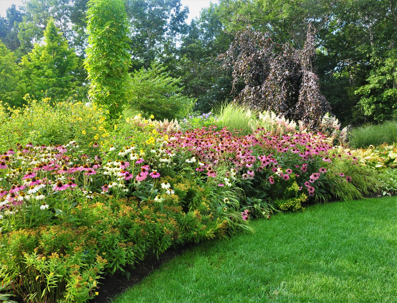 Designing with Specimen Trees | Coastal Maine Botanical Gardens