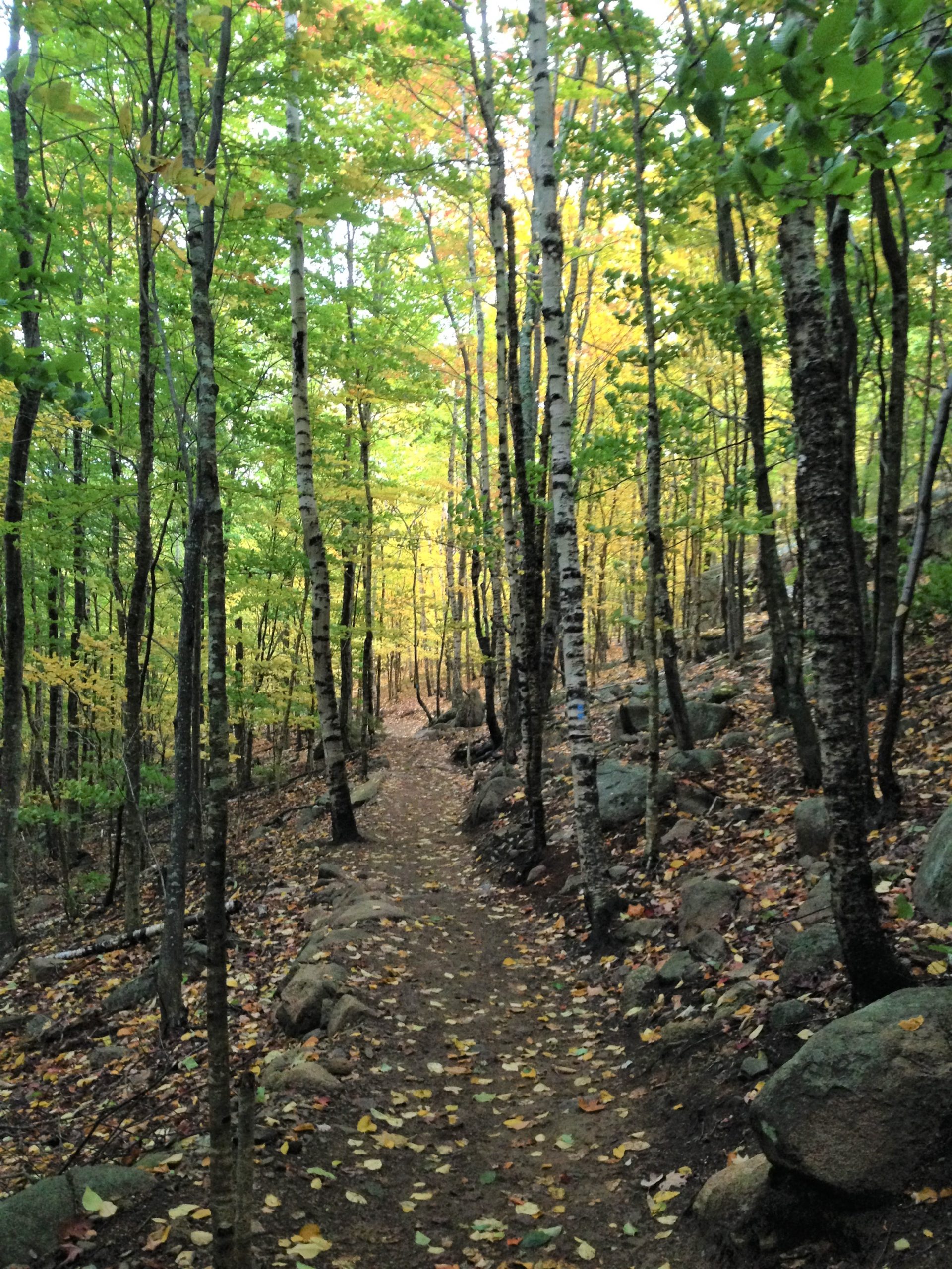 Forest Therapy Walk & Tea: Autumn | Coastal Maine Botanical Gardens