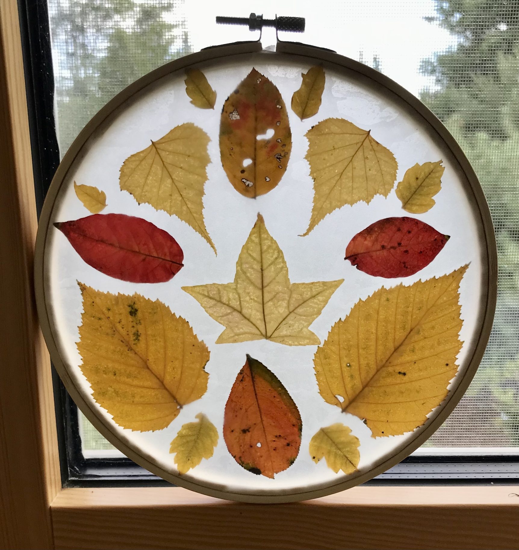 Budding Naturalist: Maine Tree Walk & Fall Foliage Suncatcher (ages 8 