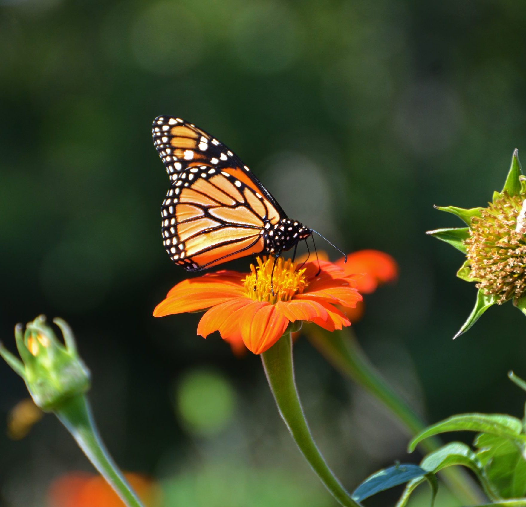 Fall Explorers: Monarchs (Ages 3-7) | Coastal Maine Botanical Gardens