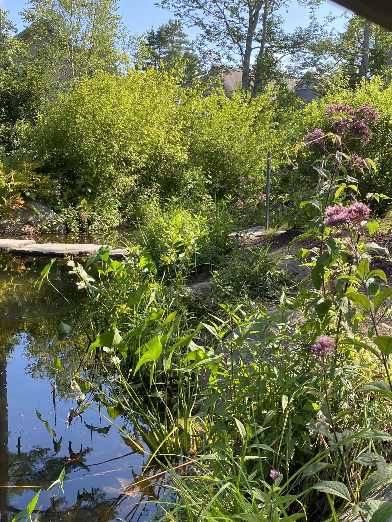 brcdwi-native-plants-for-watershed-protection-coastal-maine