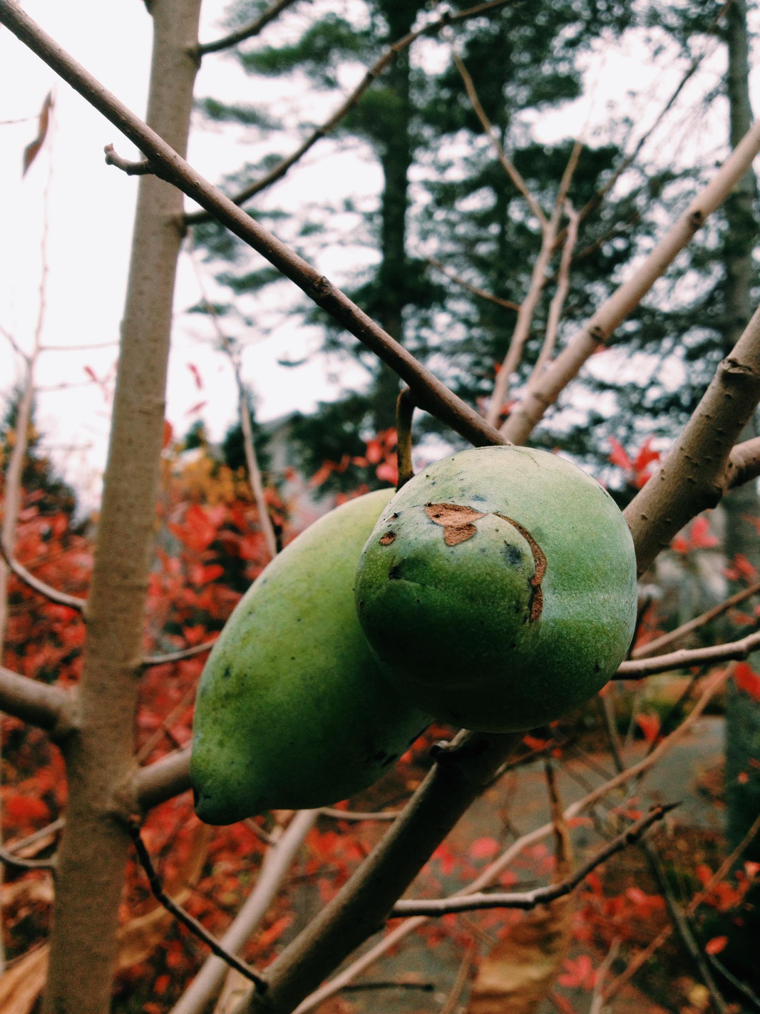 Edible Natives To Grow This Season Coastal Maine Botanical Gardens