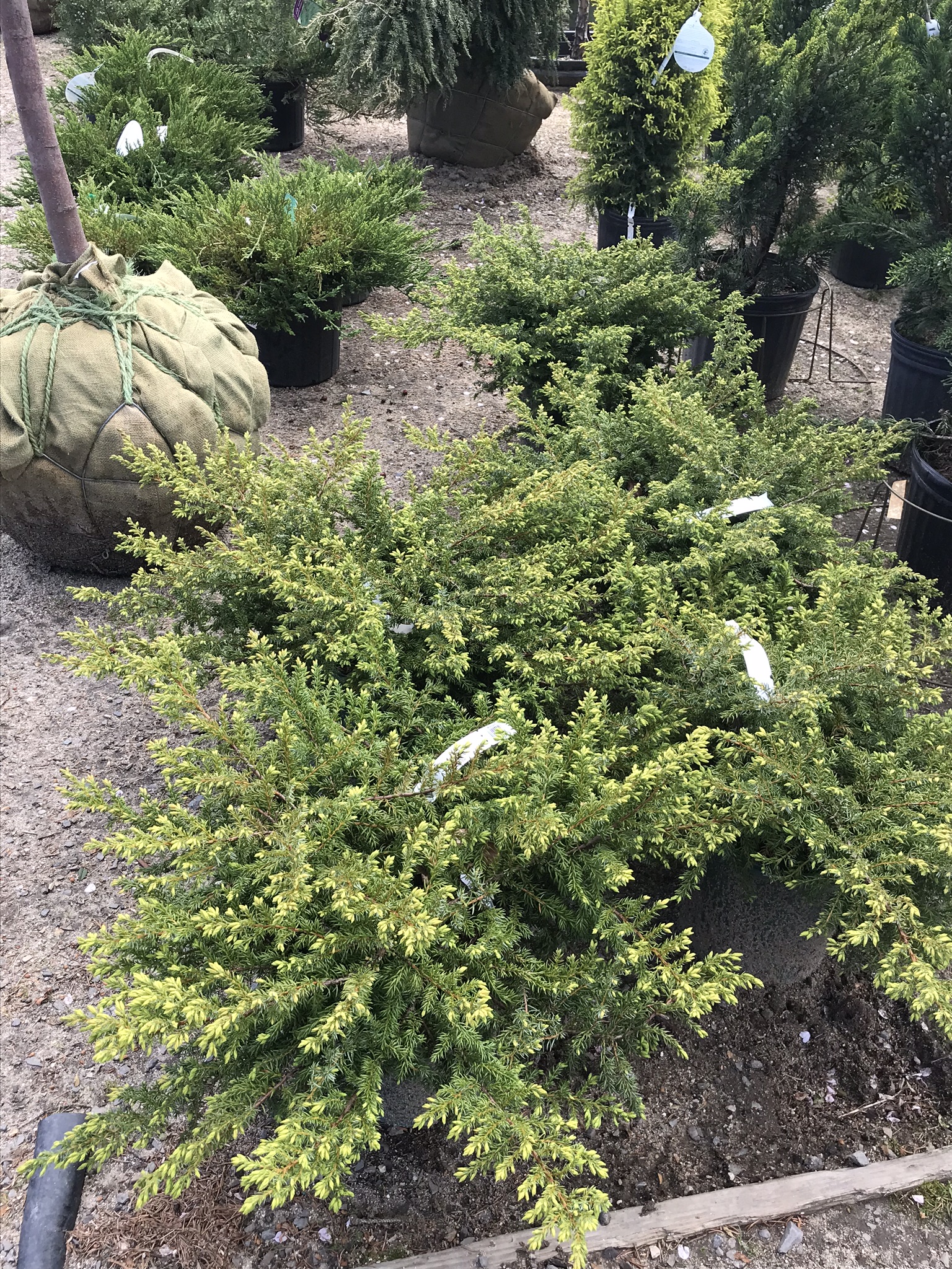 Selecting Native Woody Plants | Coastal Maine Botanical Gardens