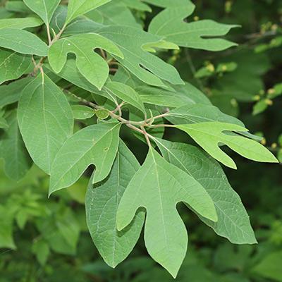 Top 20 Native Trees and Shrubs | Coastal Maine Botanical Gardens