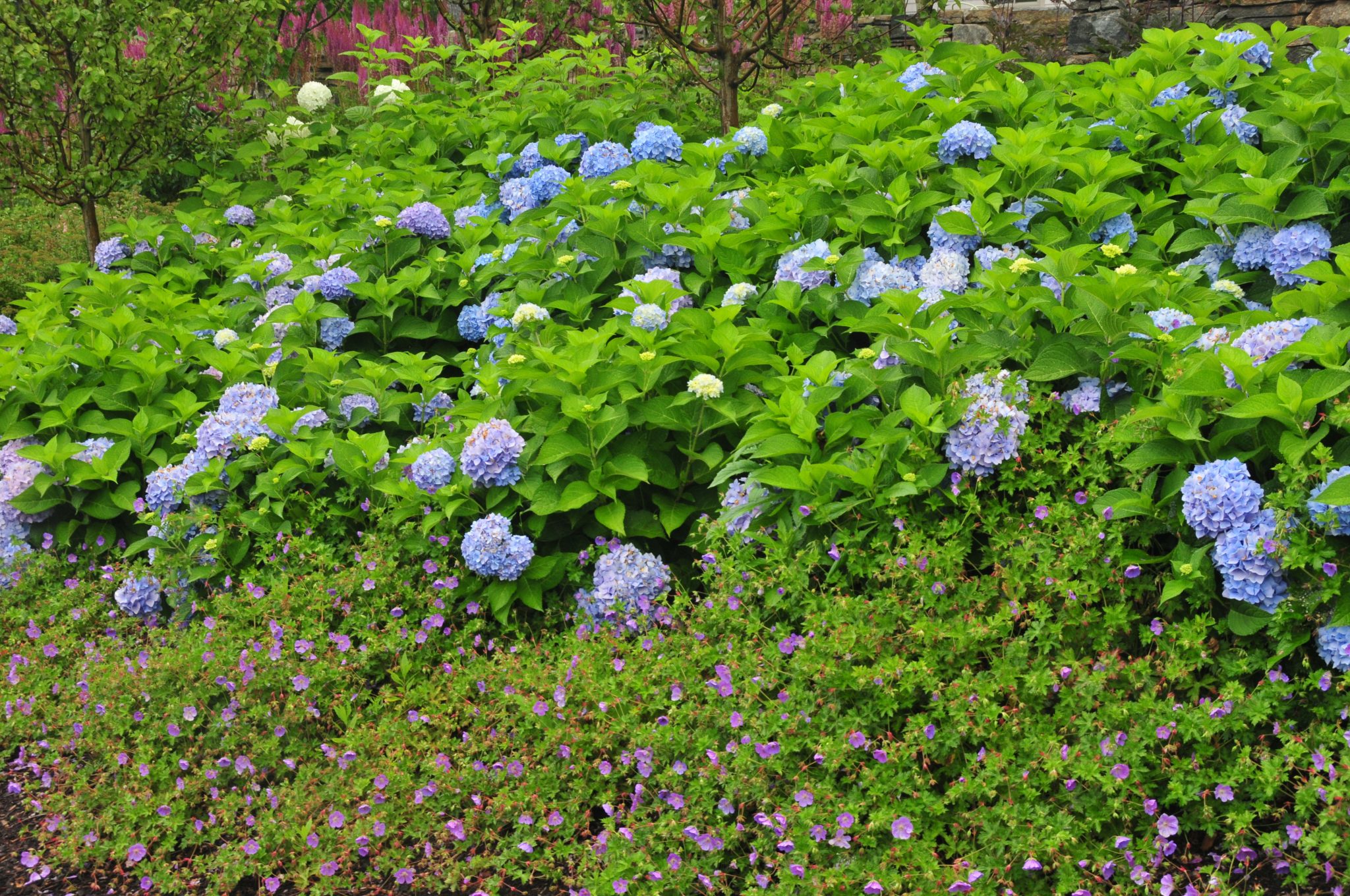 Growing Hydrangeas | Coastal Maine Botanical Gardens