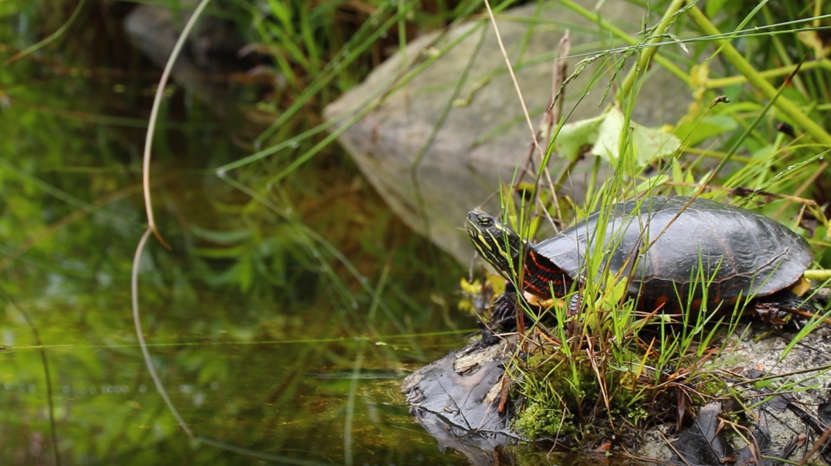 Wetlands Tour | Coastal Maine Botanical Gardens