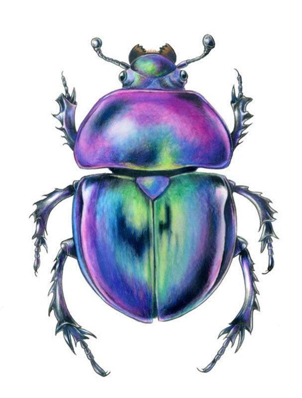 colorful beetles