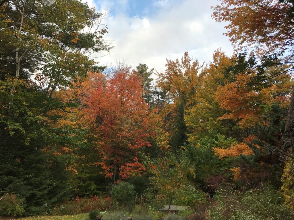 Trees Of Maine: Autumn Id & Ecology 