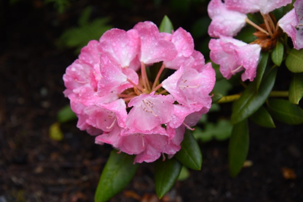 What's in Bloom - June 5, 2023 | Coastal Maine Botanical Gardens