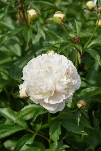 White fluffy peony, surrounded by green leaves