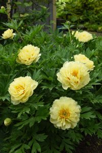 Yellow fluffy peonies, surrounded  by green leaves