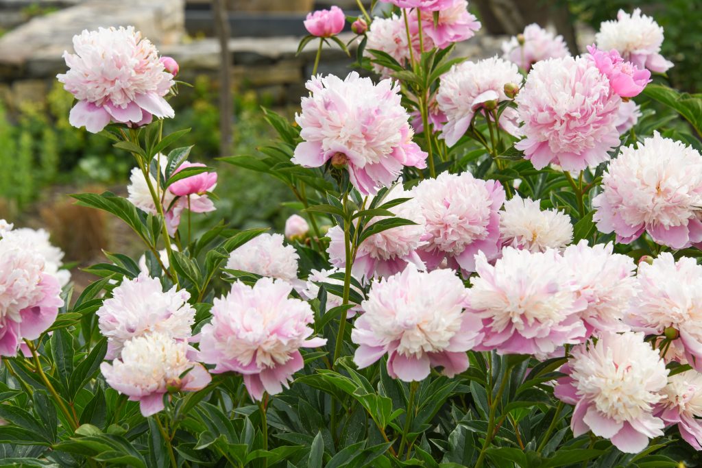 Light pink fluffy peonies, all filling up the screen