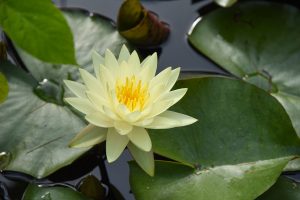 Golden yellow-white water lily surrounded by lily pads