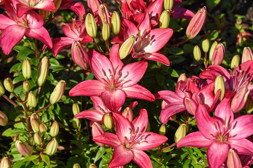 Tiny Diamond lily, pink lilies that are short and close to the ground