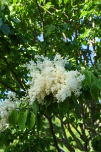 White fluffy flowering lilac tree