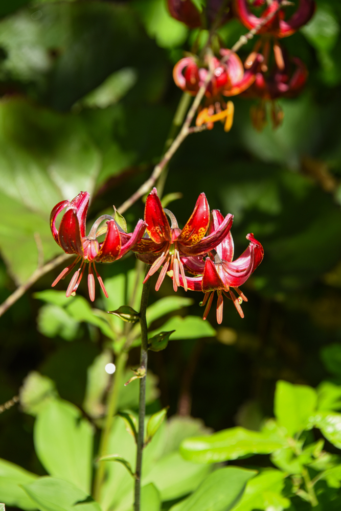 Red cascading lilies hanging off of a thin green branch