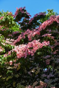 Pink flowering dogwood tree