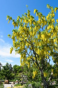 Yellow blooms in small chains coming off of a tall tree, against a blue sky, Laburnum × watereri 'Vossii'