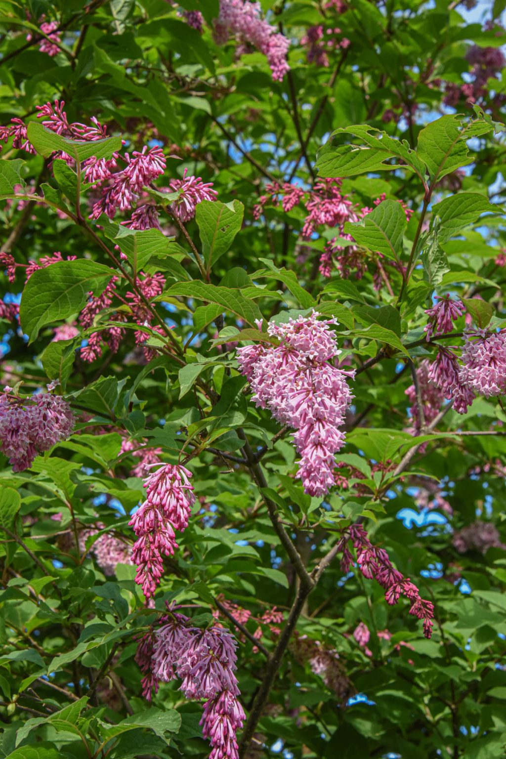 What's In Bloom - June 11, 2024 | Coastal Maine Botanical Gardens