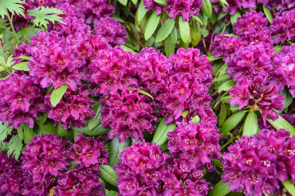 Magenta rhododendrons with green leaves