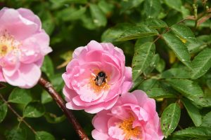 Lillian Gibson rose, light pink open roses with a bee on one of them