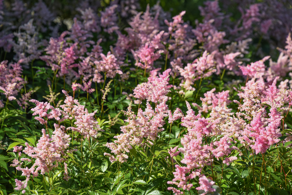 Astilbe, pink fluffy feathery astilbe