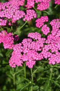 Violet Yarrow,  small flowers very close together on a thin but sturdy stem