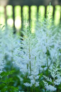 White fluffy astilbe, shaped like a feather