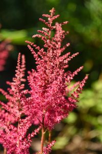 Red fluffy astilbe, shaped like a feather