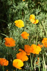 California poppy, small orange poppies all together with small green leaves