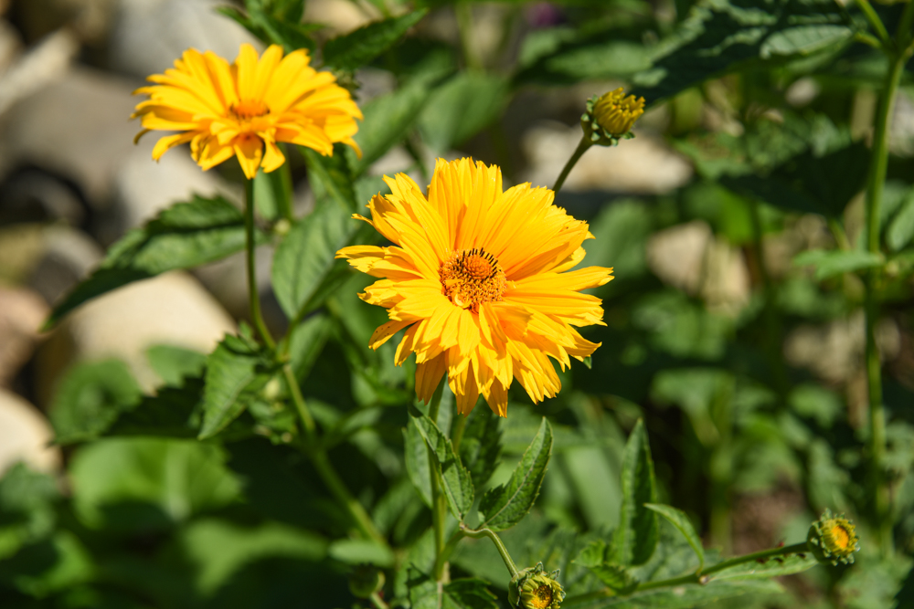 Bressingham Doubloon false sunflower, yellow fluffy flower with a yellow center
