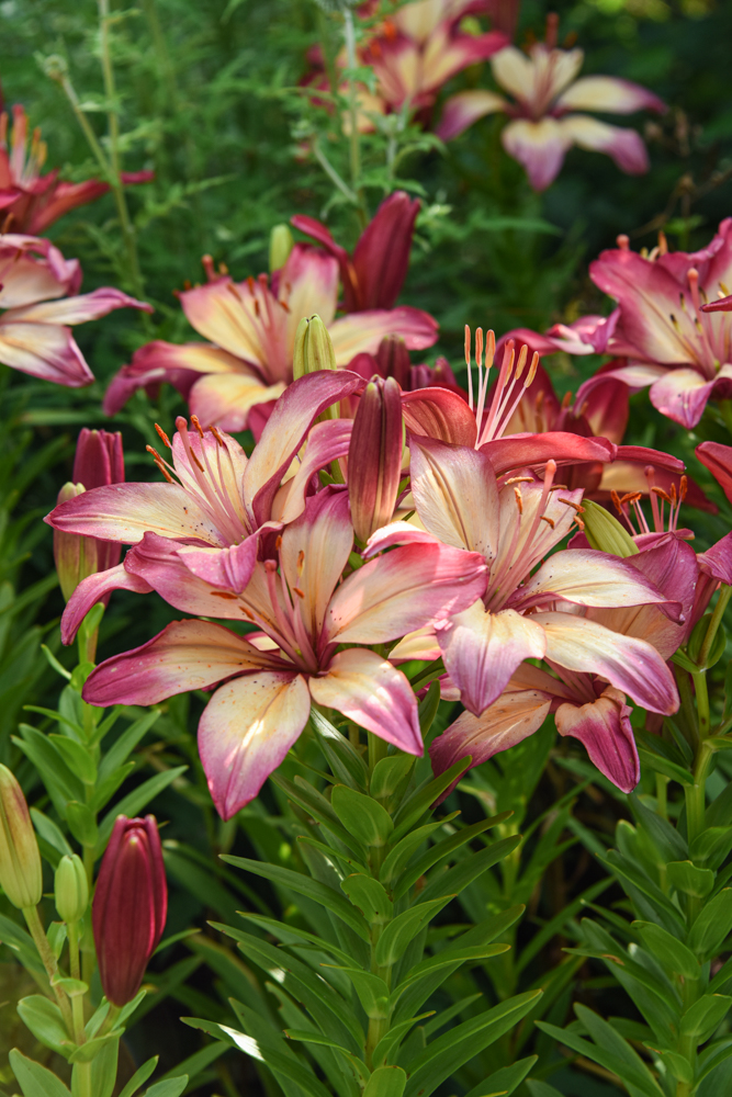Pale flower petals that lead to an ombre pink outside. Lilium