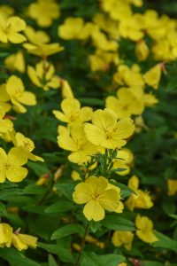 Sundrops - small yellow flowers very close together