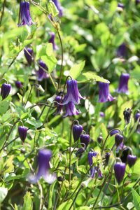 Purple bell shaped flowers all together in a bush