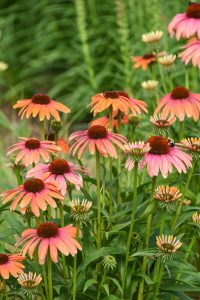 Coneflowers that are pink on the inside with an orange gradient going outward