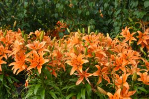 Sunset Boulevard lily, bright light orange lilies all close together