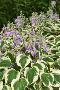 Ani Machi hosta, a Hosta with purple flowers, the leaves are green with white outsides
