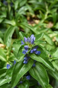 Blue Cross cross gentian, short plants with small blue flowers