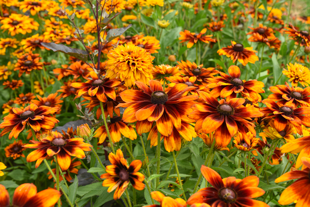 Red, orange, and yellow flowers all close together