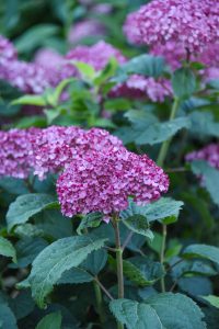 Deep pink flowering hydrangea surrounded by green leaves