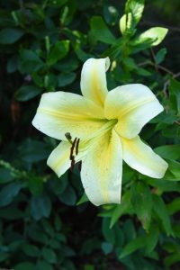 Felino lily, white petals with a yellow textured center